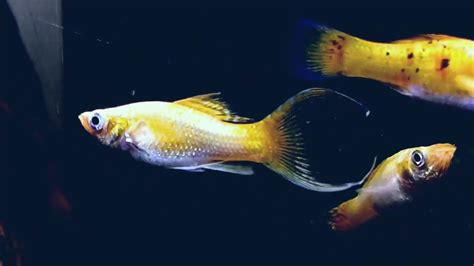 bolly fish|Molly Fish: Care, Lifespan, Diet, Breeding & .